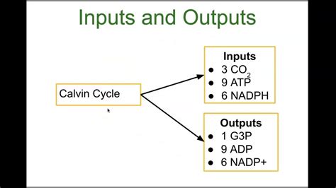 Inputs And Outputs Of The Calvin Cycle