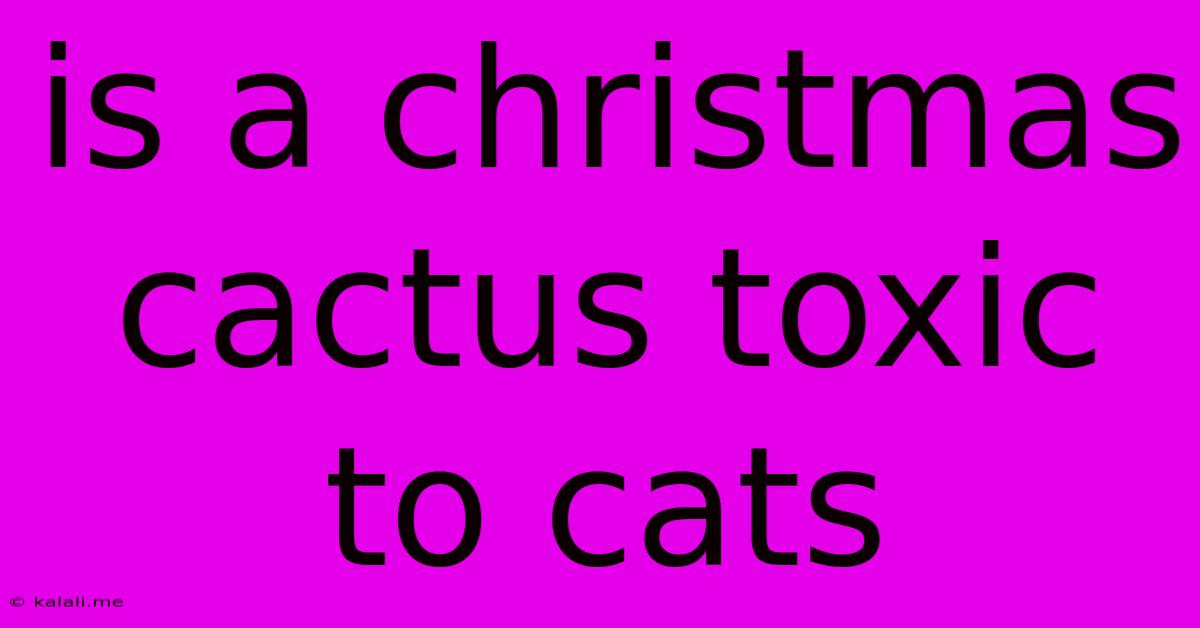 Is A Christmas Cactus Toxic To Cats