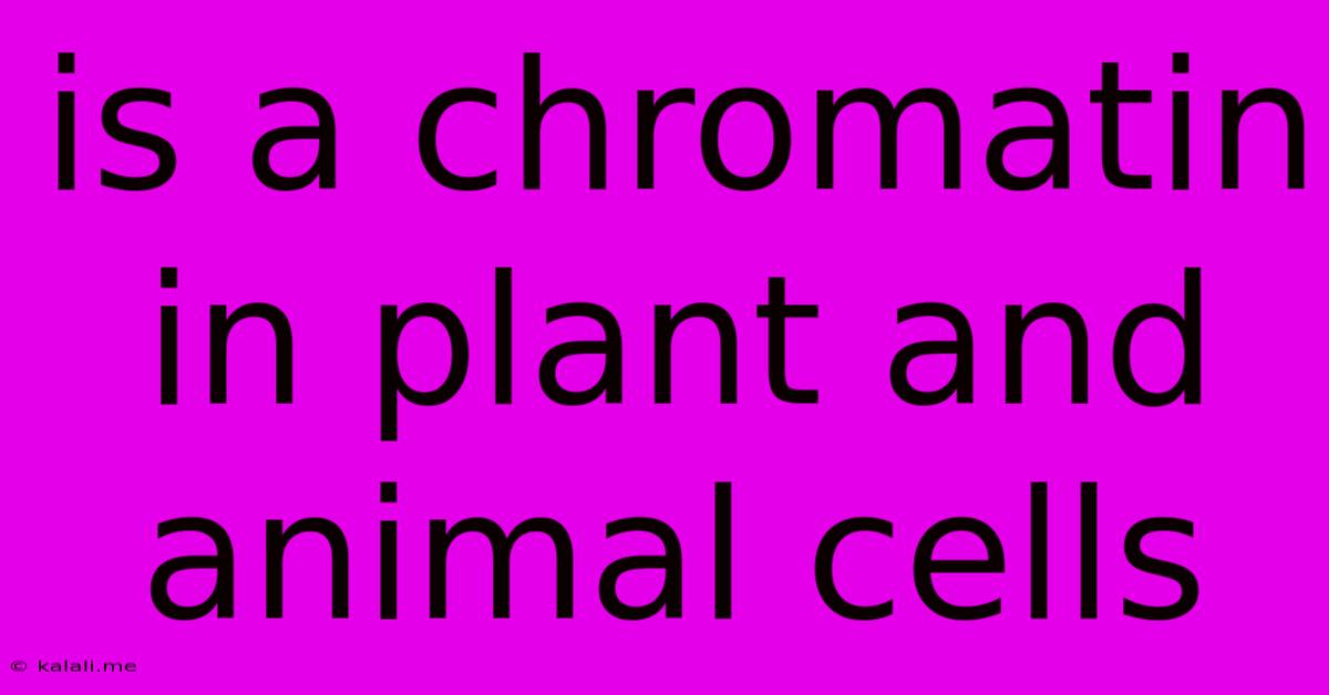 Is A Chromatin In Plant And Animal Cells