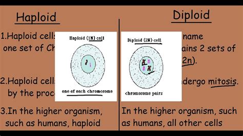 Is A Liver Cell A Haploid Or Diploid