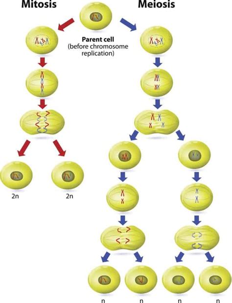 Is A Liver Cell Haploid Or Diploid