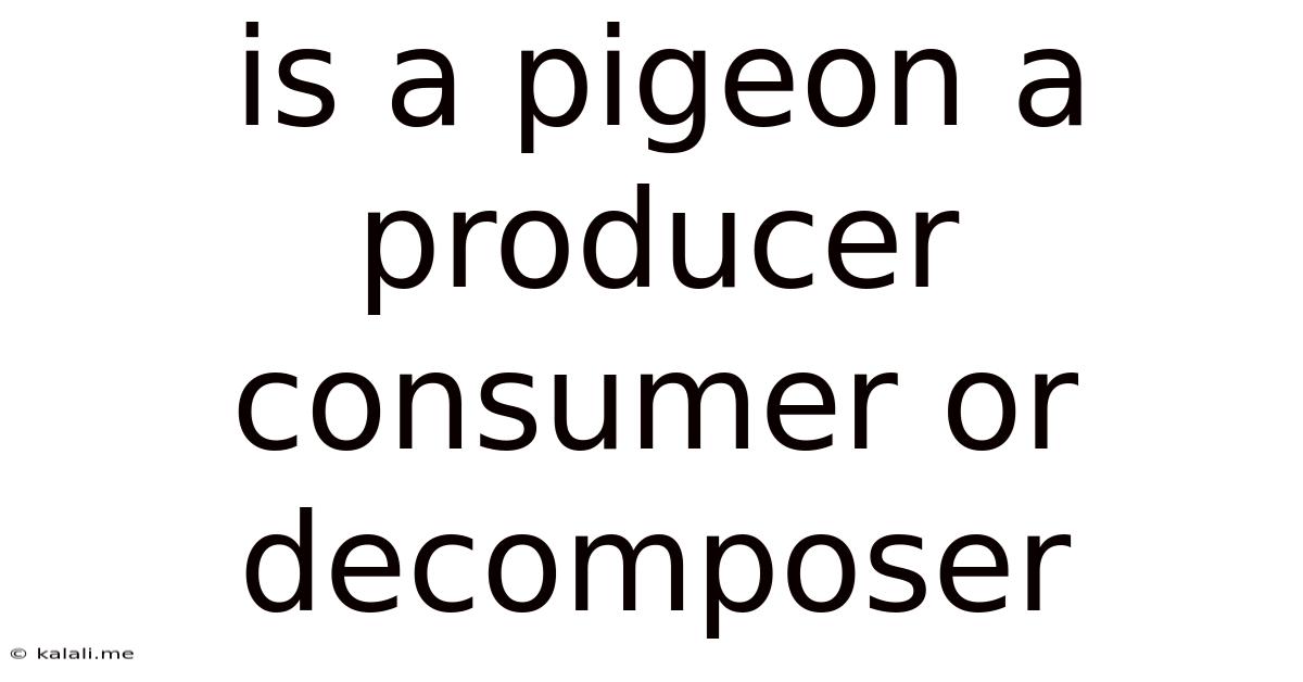 Is A Pigeon A Producer Consumer Or Decomposer