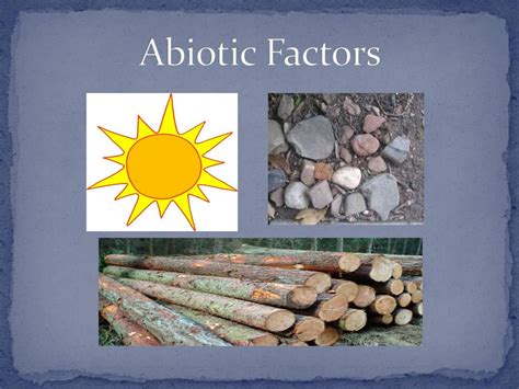 Is A Rock Abiotic Or Biotic