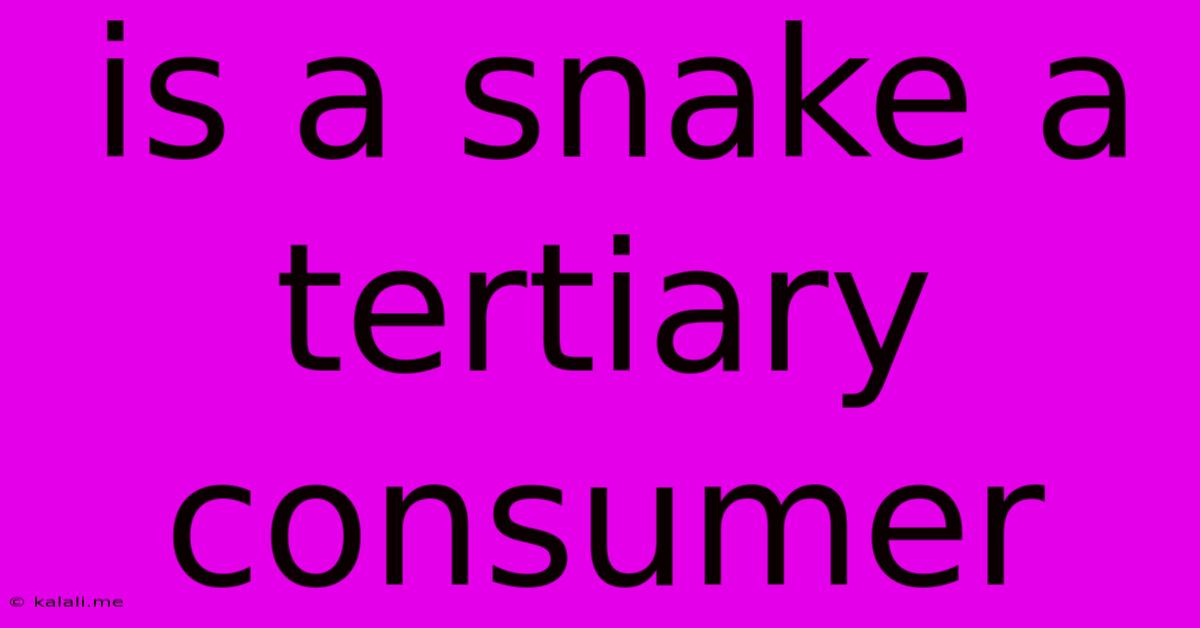 Is A Snake A Tertiary Consumer