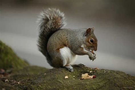 Is A Squirrel A Primary Consumer