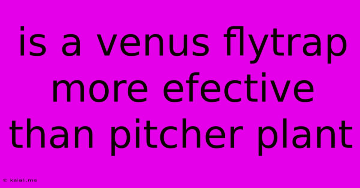 Is A Venus Flytrap More Efective Than Pitcher Plant