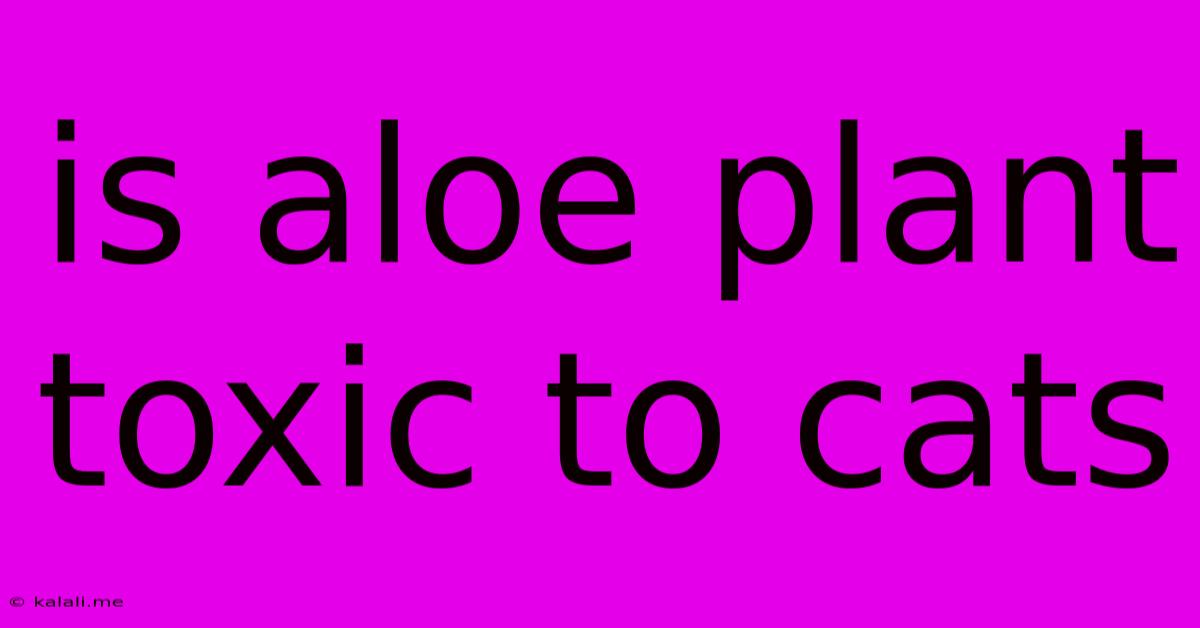 Is Aloe Plant Toxic To Cats