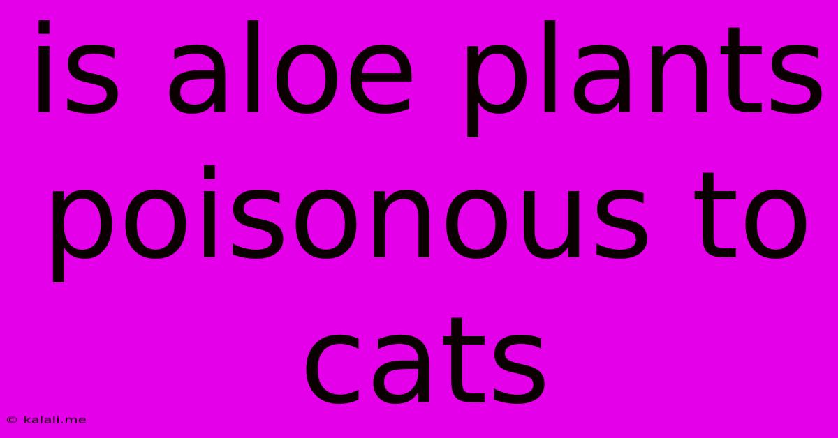 Is Aloe Plants Poisonous To Cats