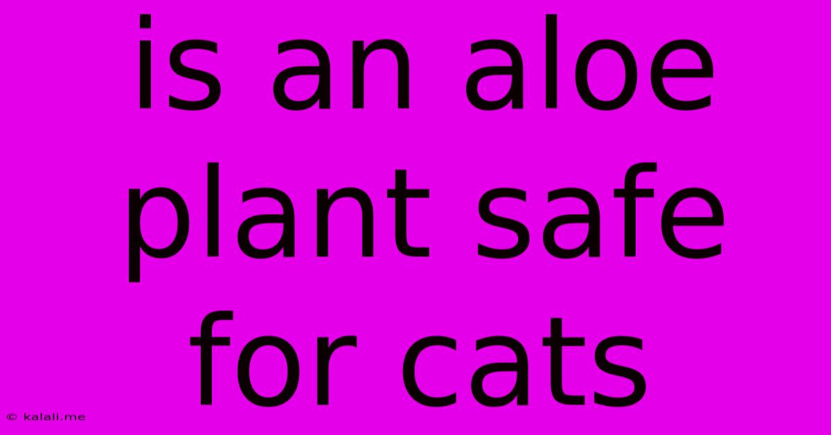 Is An Aloe Plant Safe For Cats