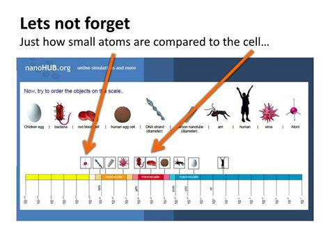 Is An Atom Smaller Than A Cell