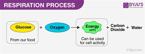 Is Cellular Respiration Endothermic Or Exothermic