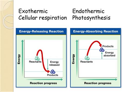 Is Cellular Respiration Exothermic Or Endothermic