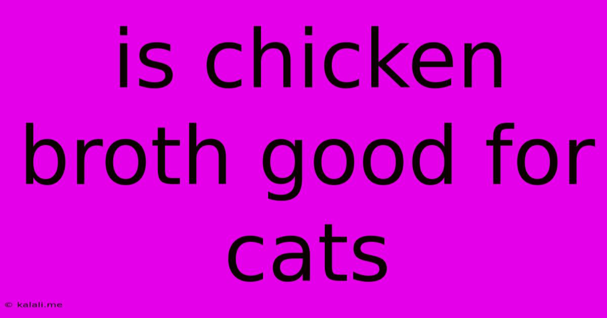 Is Chicken Broth Good For Cats