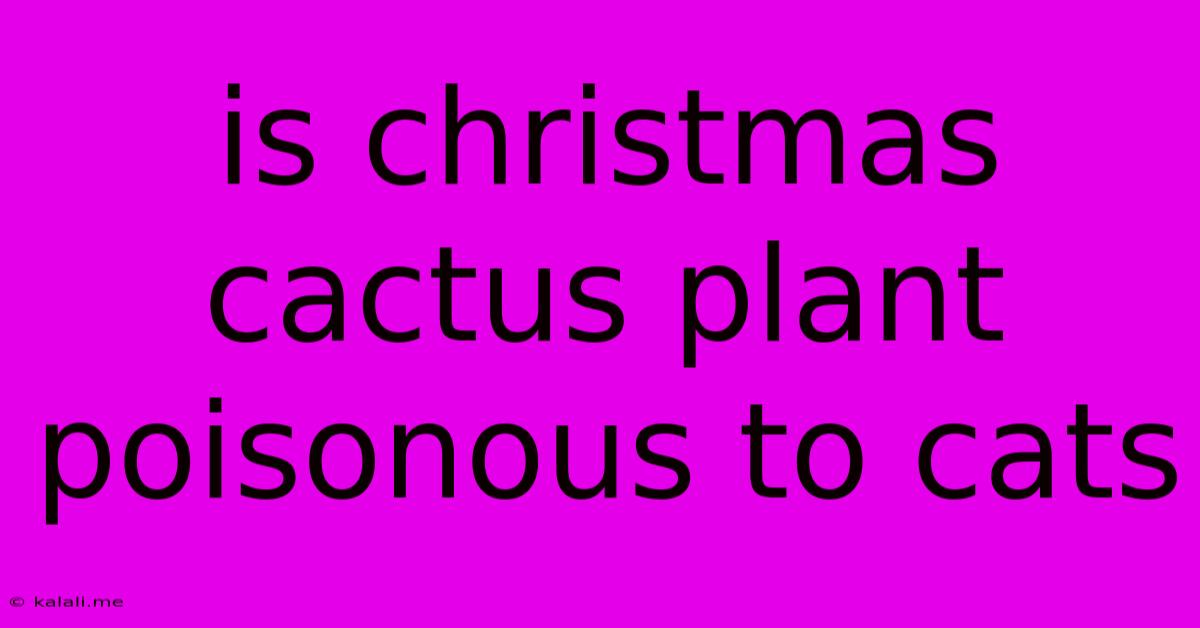Is Christmas Cactus Plant Poisonous To Cats