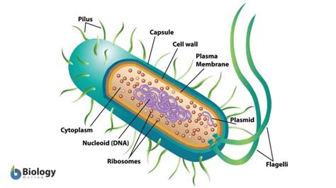 Is Eubacteria Multicellular Or Single Cellular