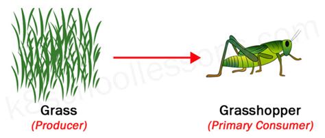 Is Grass A Producer Or Consumer