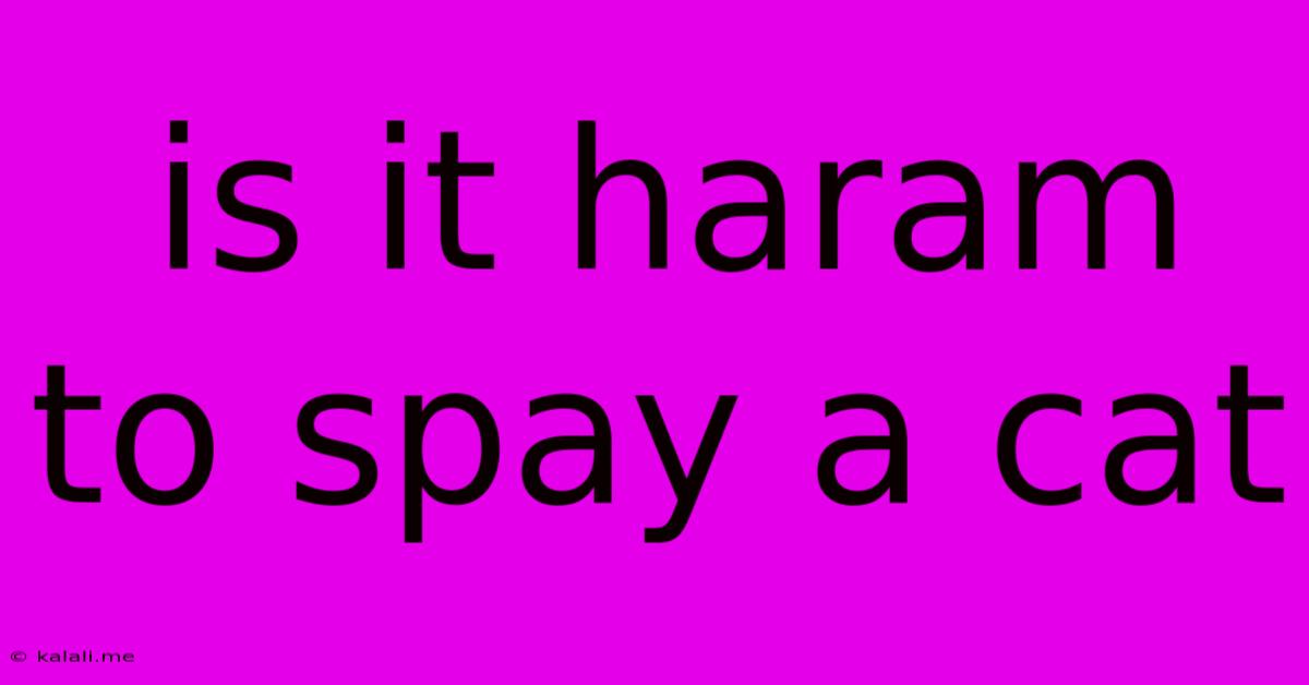 Is It Haram To Spay A Cat