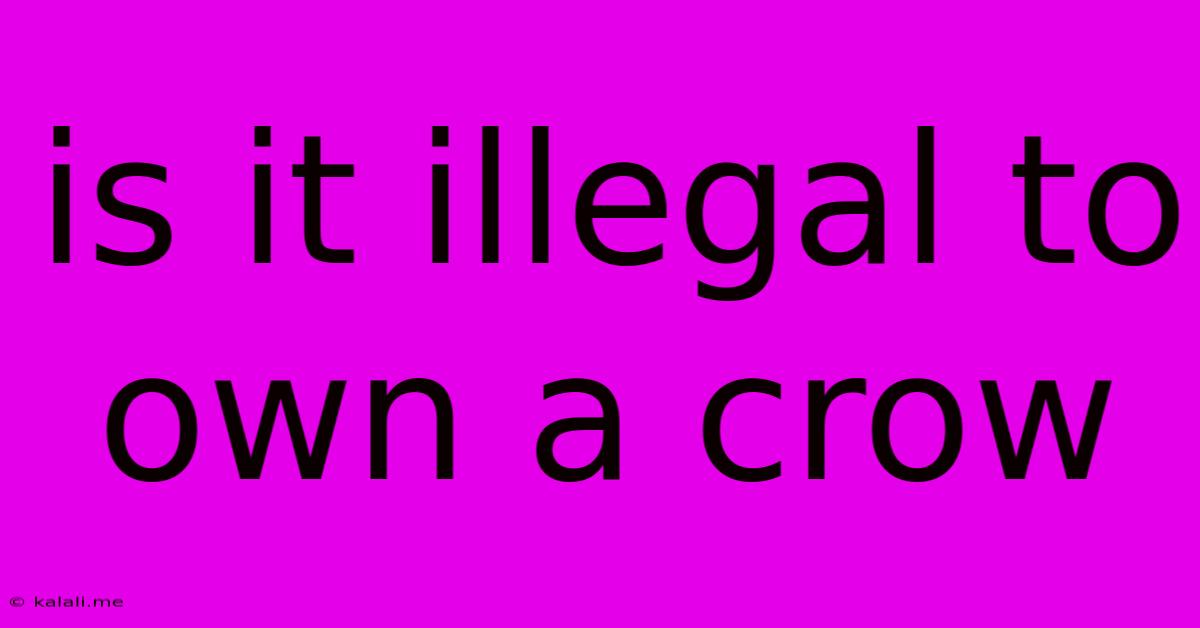 Is It Illegal To Own A Crow