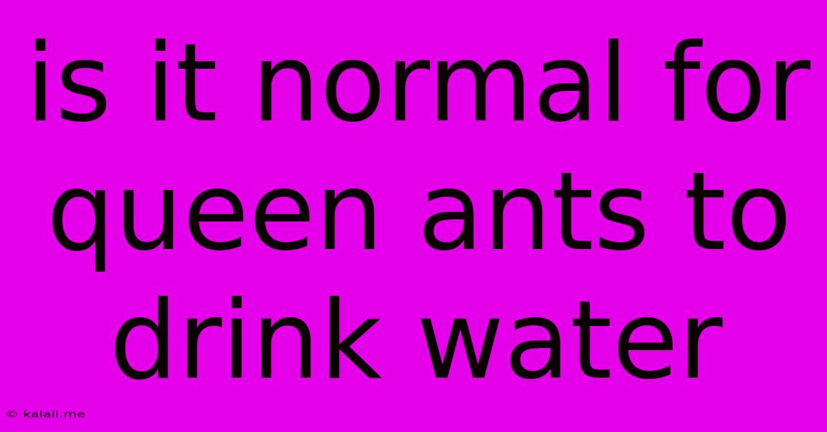 Is It Normal For Queen Ants To Drink Water