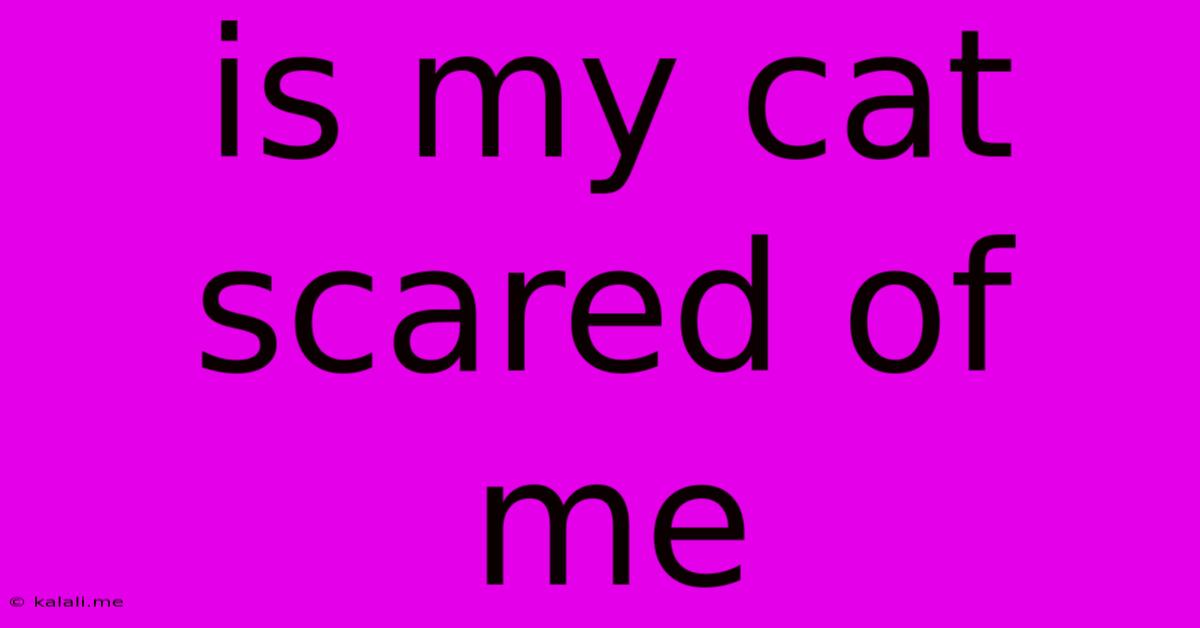 Is My Cat Scared Of Me
