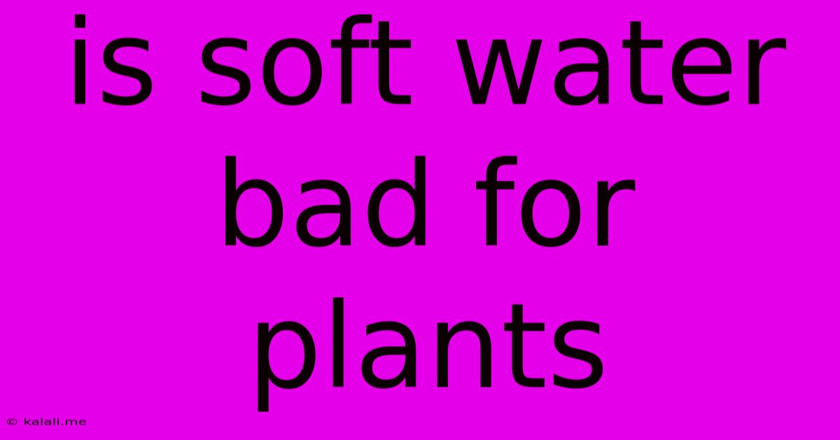 Is Soft Water Bad For Plants