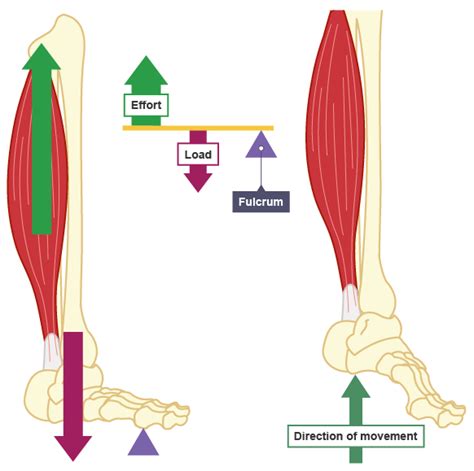 Is The Ankle A Third Class Lever