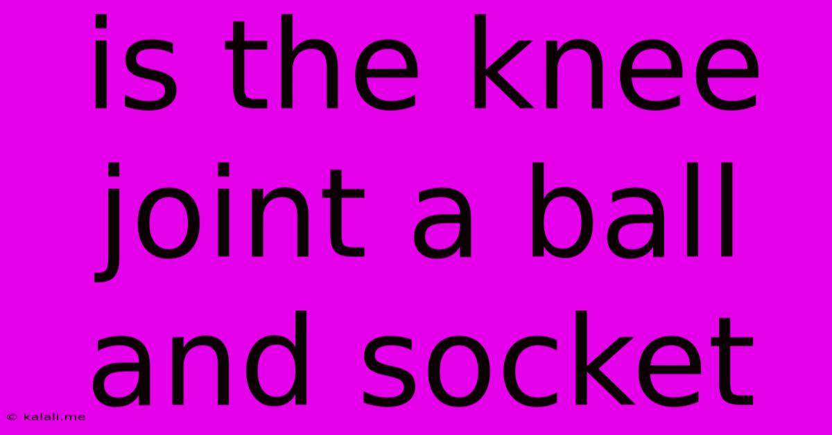 Is The Knee Joint A Ball And Socket