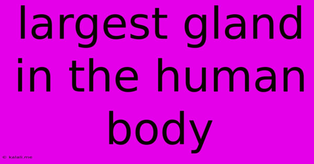 Largest Gland In The Human Body