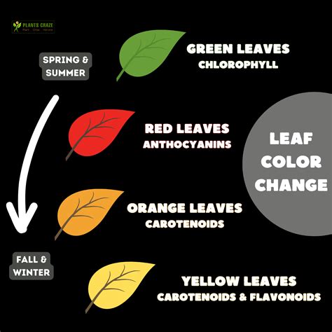 Leaves Changing Color Chemical Or Physical Change