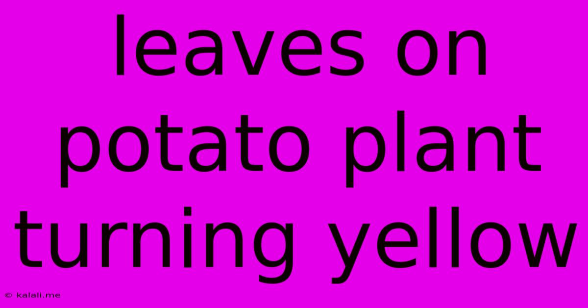 Leaves On Potato Plant Turning Yellow