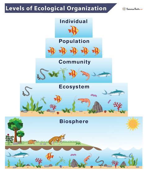 Levels Of Organization In The Ecosystem