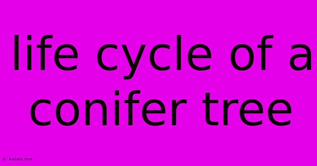 Life Cycle Of A Conifer Tree