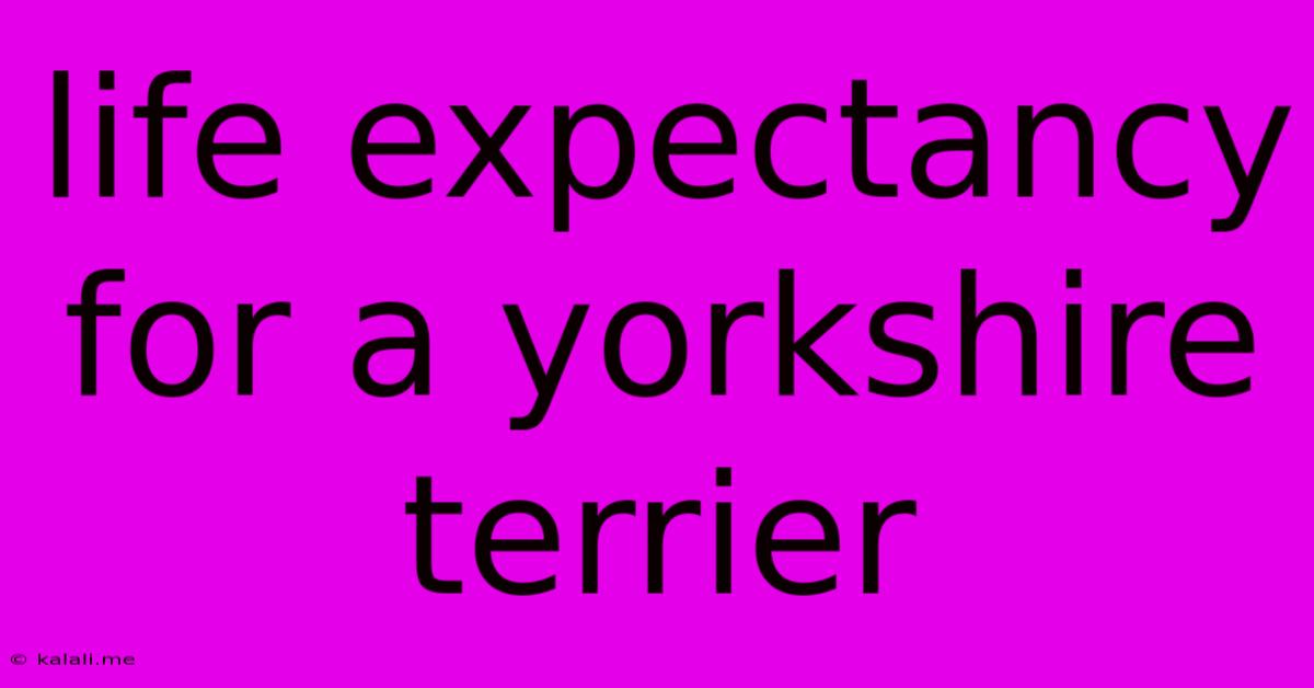 Life Expectancy For A Yorkshire Terrier