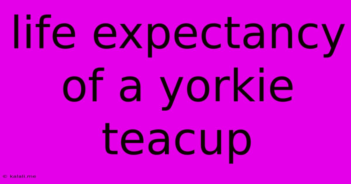 Life Expectancy Of A Yorkie Teacup