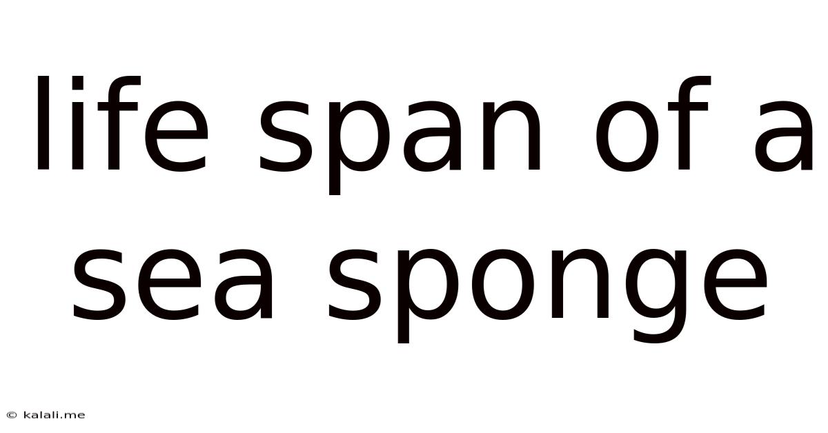 Life Span Of A Sea Sponge