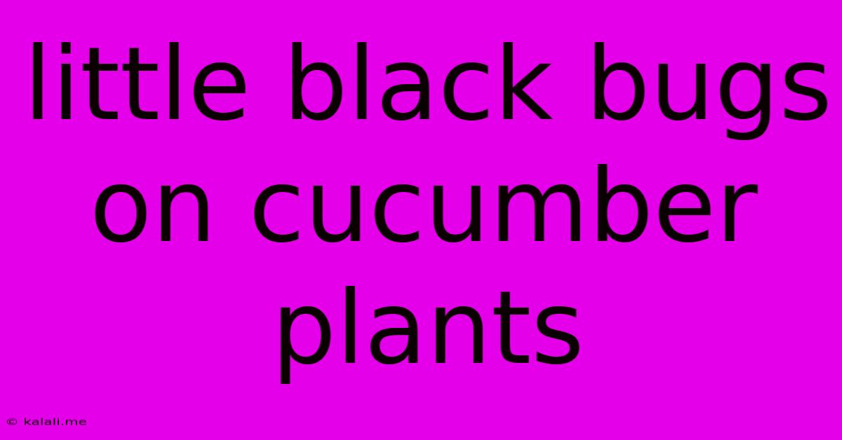 Little Black Bugs On Cucumber Plants