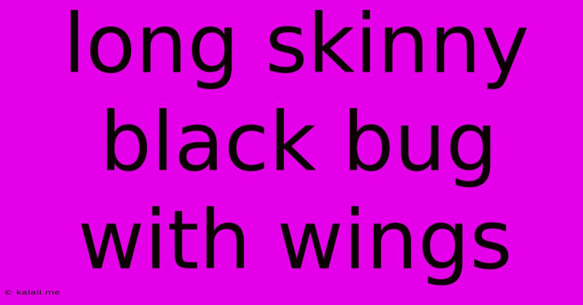 Long Skinny Black Bug With Wings