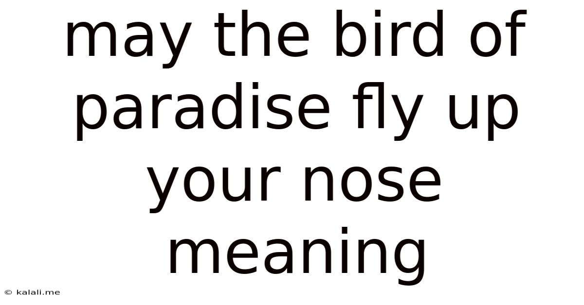 May The Bird Of Paradise Fly Up Your Nose Meaning