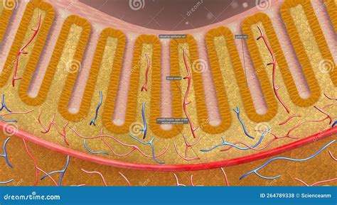 Membrane That Holds The Coils Of The Small Intestine