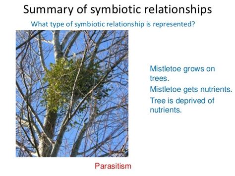 Mistletoe And Spruce Tree Symbiotic Relationship