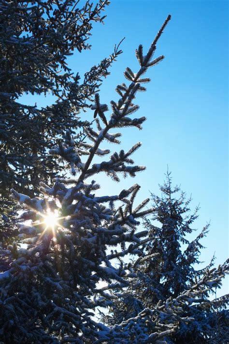 Mistletoe And Spruce Tree Type Of Relationship