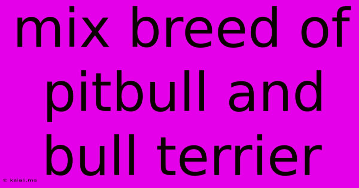 Mix Breed Of Pitbull And Bull Terrier