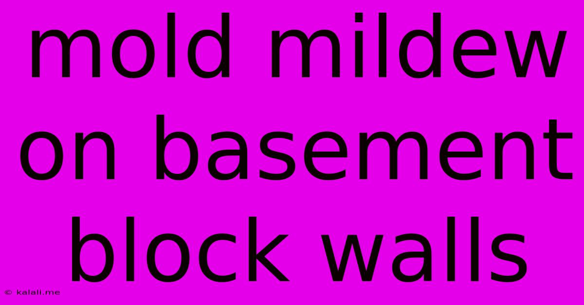 Mold Mildew On Basement Block Walls