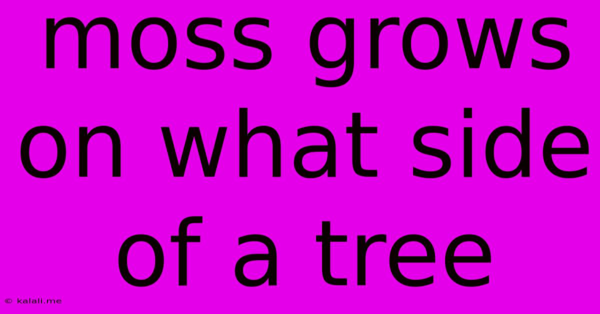 Moss Grows On What Side Of A Tree