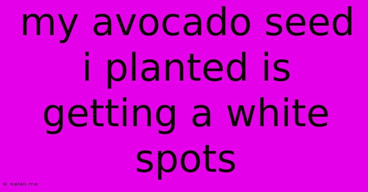 My Avocado Seed I Planted Is Getting A White Spots