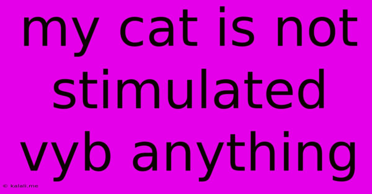 My Cat Is Not Stimulated Vyb Anything