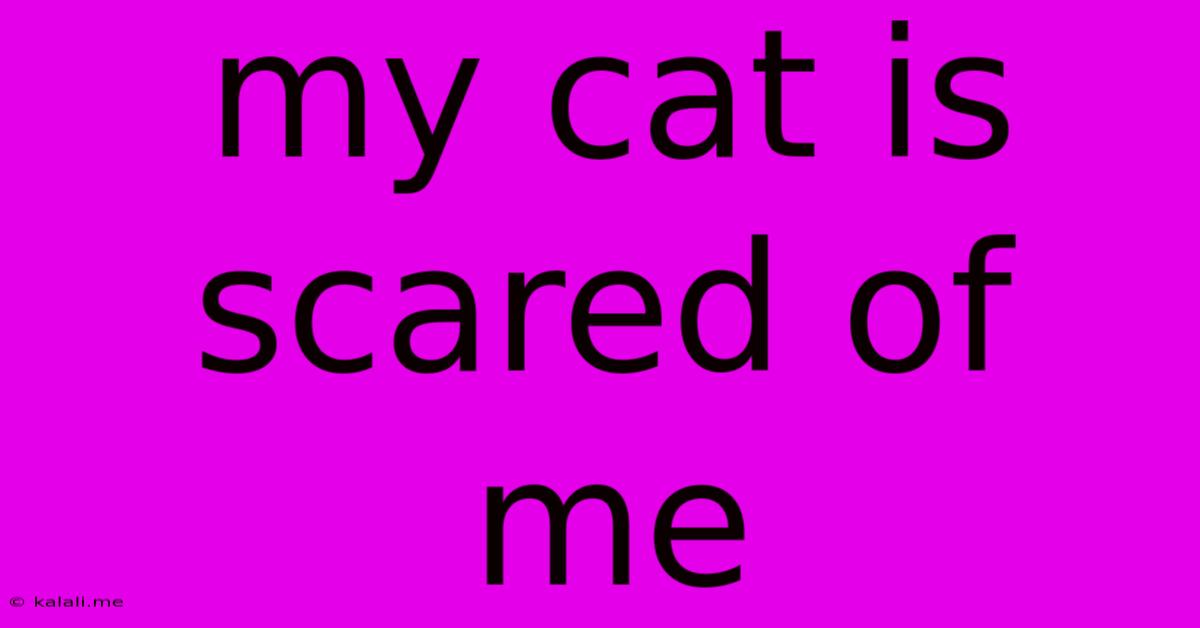 My Cat Is Scared Of Me