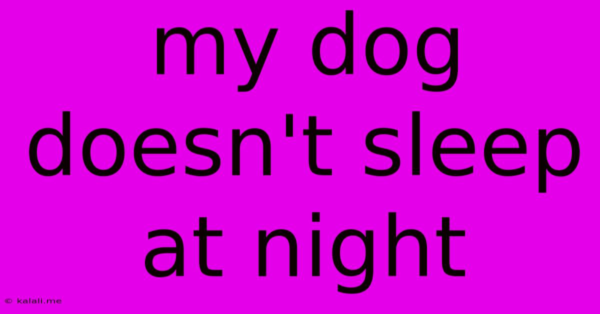 My Dog Doesn't Sleep At Night