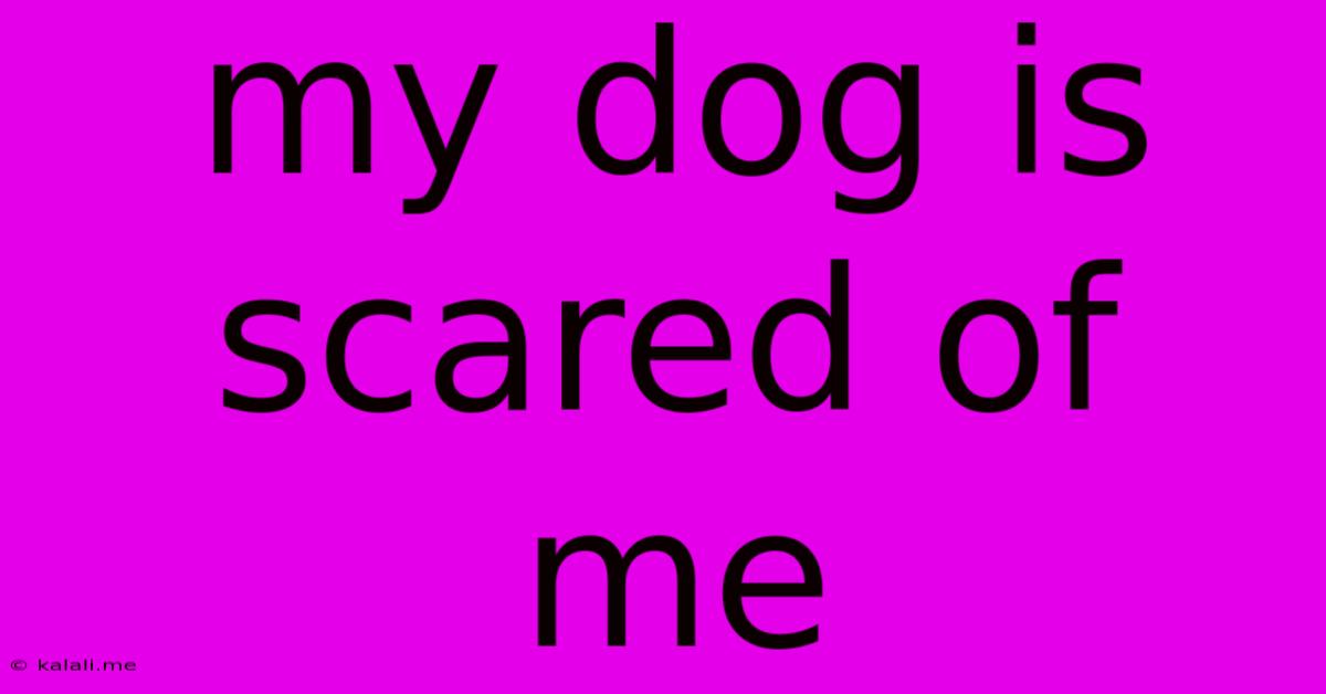 My Dog Is Scared Of Me