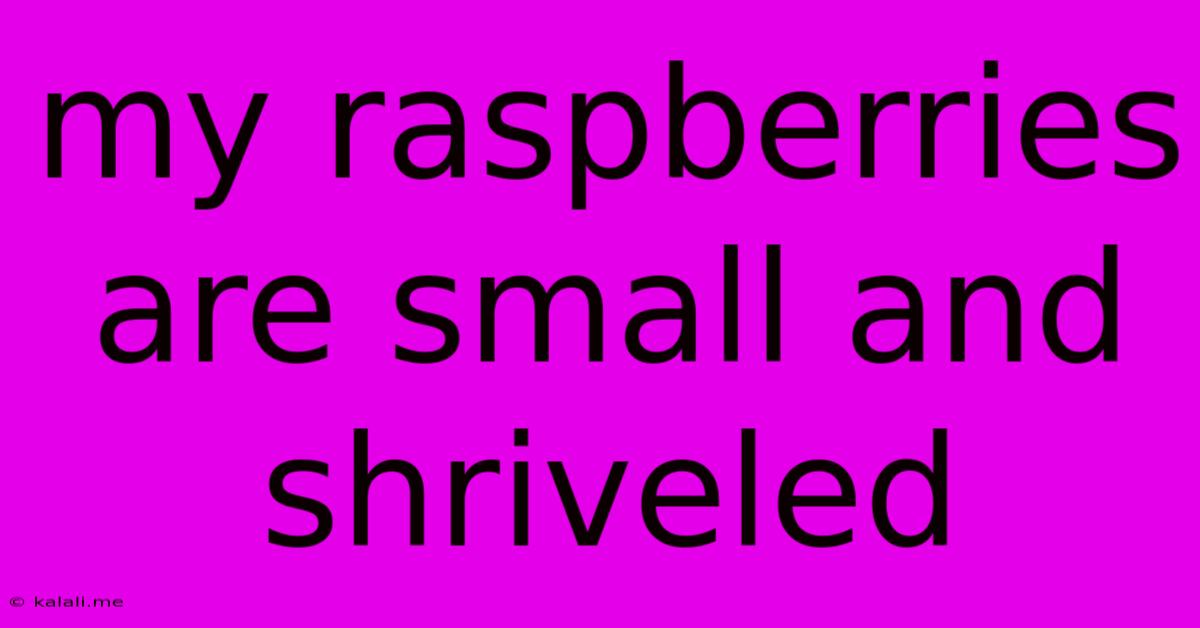 My Raspberries Are Small And Shriveled